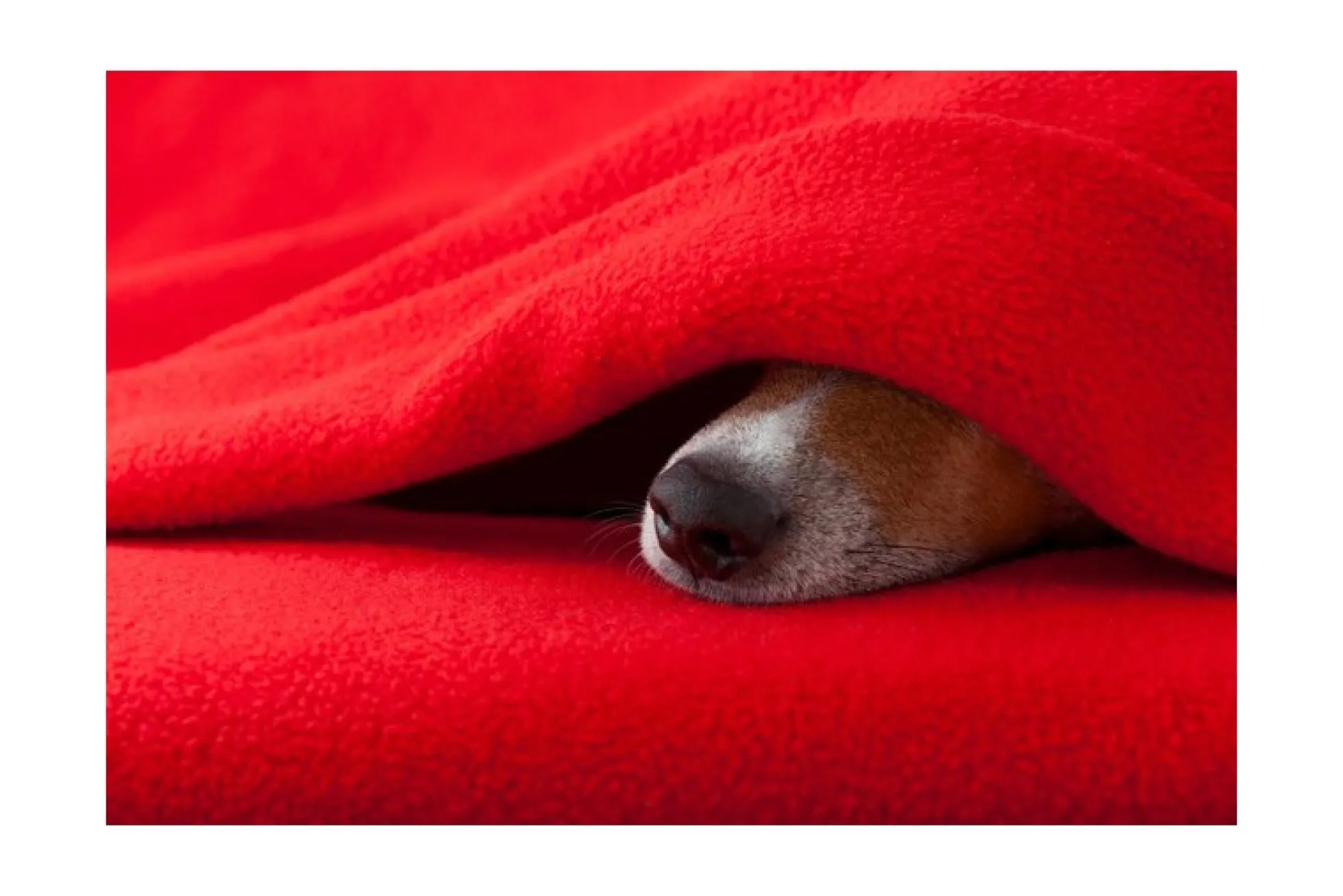 Anti-Pilling Fleece: Geel